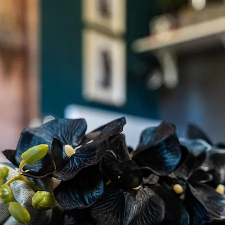 Bohemian Elly Homestay szállás *